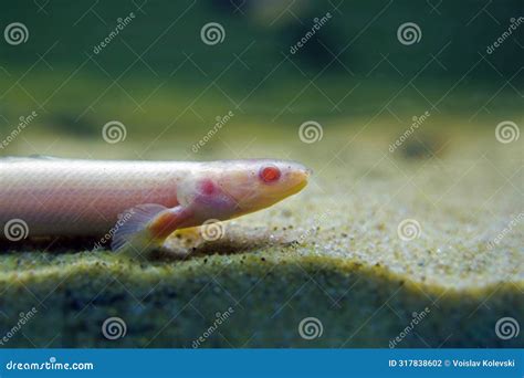 Albino Senegal Bichir (Polypterus Senegalus), Rare Image Stock Photo ...