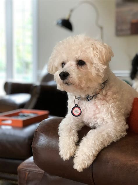 Bichon Frise Size Chart: How Big Is A Full-Grown Bichon Frise?