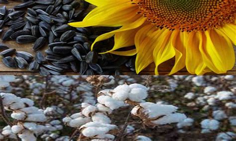 ரூ.1கோடிக்கு சூரியகாந்தி விதை-பருத்தி ஏலம் | Sunflower seed-cotton ...