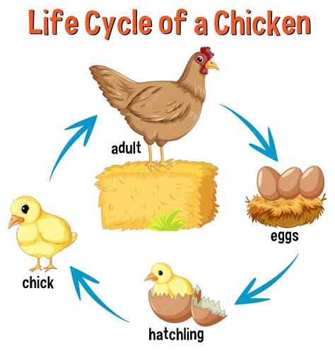 Life Cycle Of A Chicken Poster