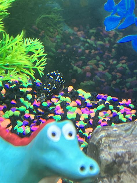 What are these dots on my snails shell? I’m a first time snail owner ...