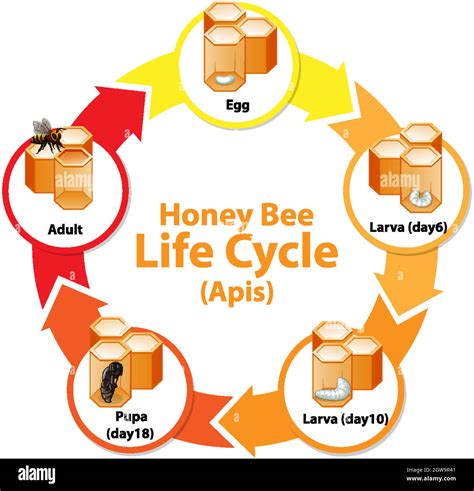 Bee Life Cycle Cut Out Stock Images & Pictures - Alamy