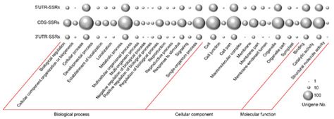 Identification of Genic SSRs Provide a Perspective for Studying ...