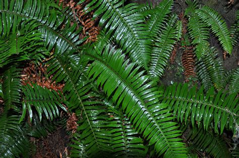 Free Images : tree, forest, branch, leaf, flower, green, jungle, botany, fir, flora, spruce ...