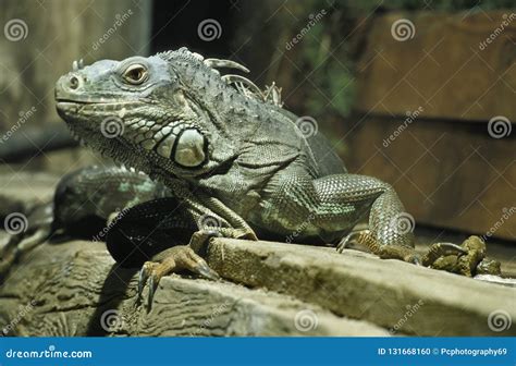 Common Iguana stock photo. Image of outside, colorful - 131668160