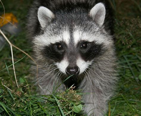 Image result for Stumpy Tail Mouse