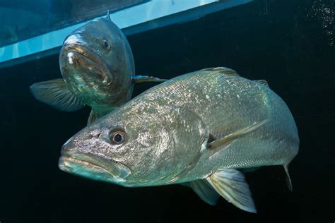 Image result for How Do Fish Sound