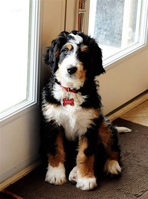 What a beautiful pup! It's a Bernedoodle. (That's a Bernese Mountain ...