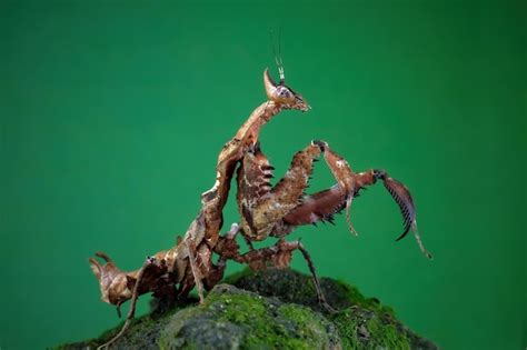 Image result for Praying Mantis