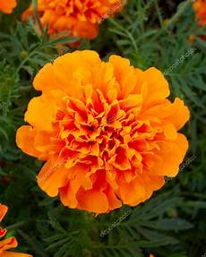 tagete fiore closeup di fiore di tagete arancione foto stock tagete fiore closeup di fiore di tagete arancione foto stock