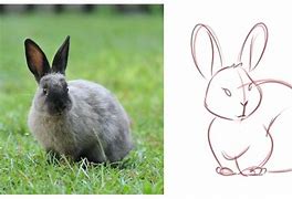 Image result for Cute Animal Drawings Easy to Draw Bunny