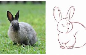Image result for Draw a Bunny