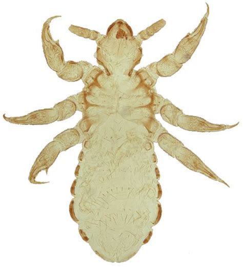 Human Body Louse Illustration Showing 3 Types Of Human Louse By