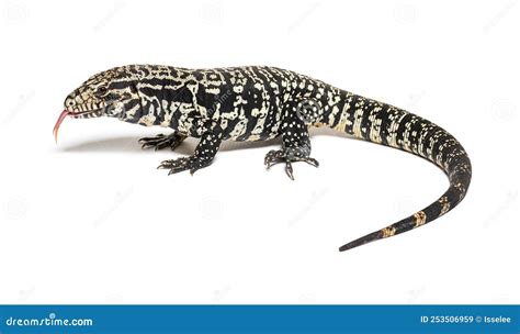 Profile View of Argentine Black and White Tegu Sniffing with Its Stock ...