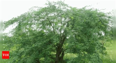 TN court directs man to remove 25 seemai karuvelam trees for bail ...