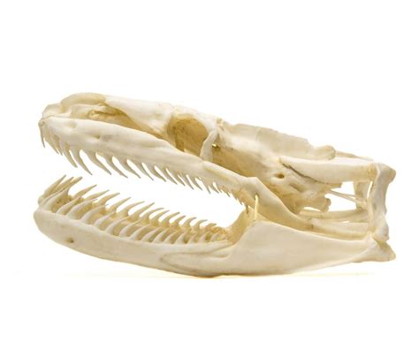 Image result for Python Skull