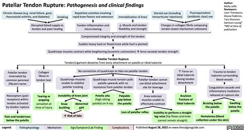 Patellar Tendon Rupture: Pathogenesis and Clinical Findings | Calgary ...