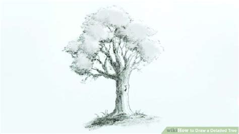 Image result for Scetching Lesson How to Draw a Tree