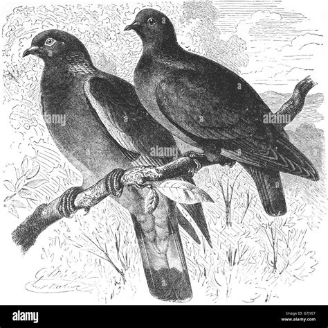 Common wood pigeon, Columba palumbus and stock dove, Columba oenas, illustration from book dated ...