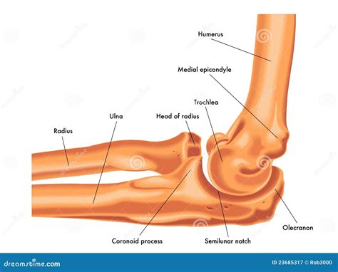 Elbow Joint Royalty Free Stock Photography - Image: 23685317