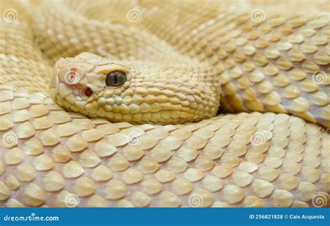 Golden Lancehead Viper