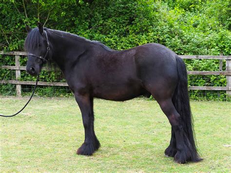 23 Popular Pony Breeds: Everything You Need to Know - A-Z Animals