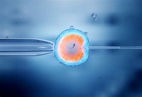 In vitro fertilization (IVF) - Fertility | Northwell Health