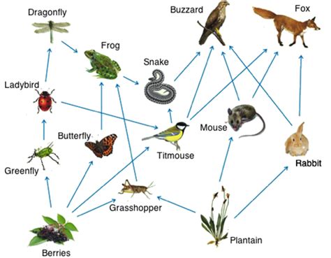 Local Food Web 的图像结果