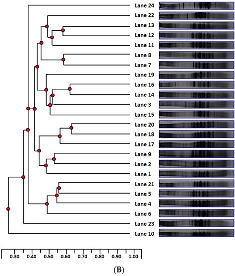 Effects of Dietary Fibre from the Traditional Indonesian Food, Green ...