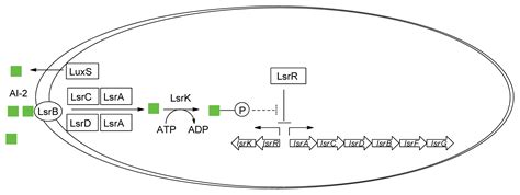 Small Molecule Inhibitors of AI-2 Signaling in Bacteria: State-of-the ...