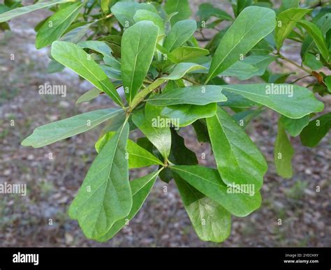 water oak (Quercus nigra Stock Photo - Alamy
