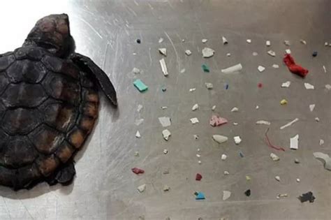 Tiny Turtle Found Dead With 104 Plastic Pieces In Its Intestines And We ...