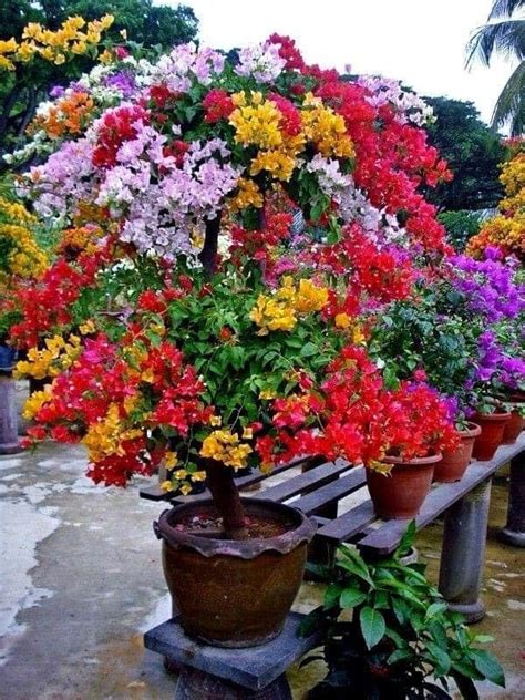 Mampi Garden 3-5 Colour Multi Grafted Bougainvillea Kagoj Flower Live ...