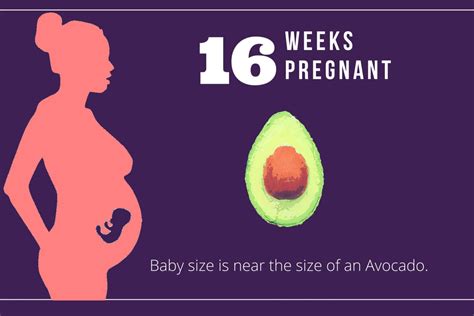 16 Weeks Pregnant: Tips For A Healthy Pregnancy Journey – Babies Carrier
