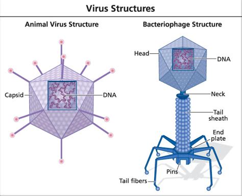 Viruses 的图像结果