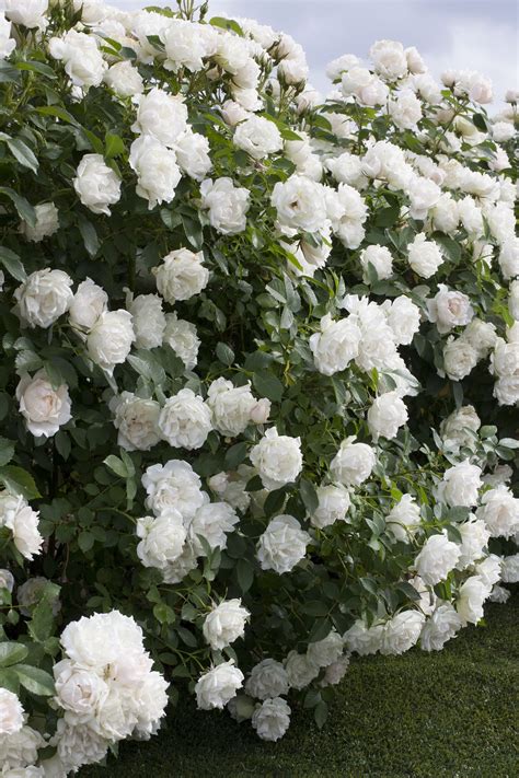 Icecap Rose - Monrovia - Icecap Rose | Landscaping with roses, Fast ...