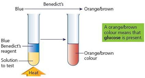 How Do Organisms Sustain Themselves Chapter Notes - Biology for the IB