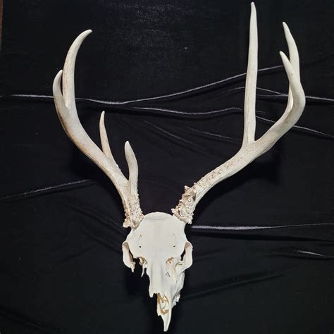 Deer Skull With Antlers
