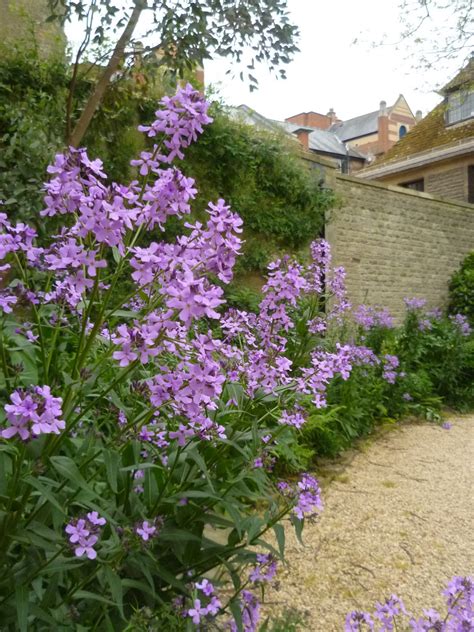Worcester College Gardeners 2009-2018: Hesperis (Sweet Rocket) and Lupins