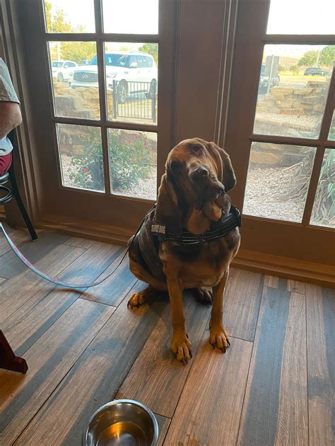 The Cattle Dog Tavern (@the_cattle_dog_tavern) • Instagram photos and ...