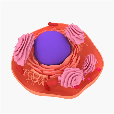 Animal Cell 3D Models download - Free3D