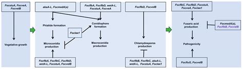 A Network of Sporogenesis-Responsive Genes Regulates the Growth ...
