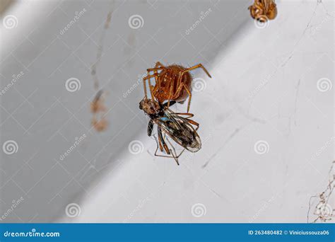 Red House Spider stock photo. Image of araneoid, araneoidea - 263480482
