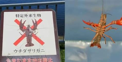 日本为什么立法禁售小龙虾_有亮点