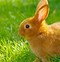 Image result for Cute Baby Bunny Toys