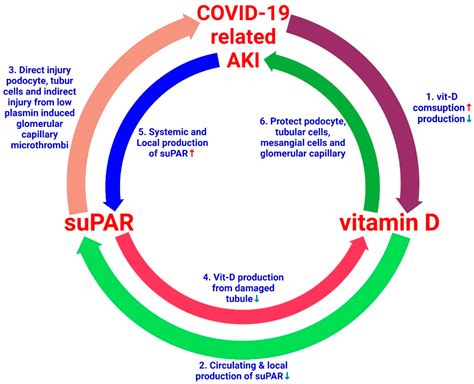 The Perspective of Vitamin D on suPAR-Related AKI in COVID-19