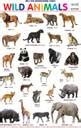 Both Side Printed Pet and Wild Animals Charts for Kids | Learn about ...