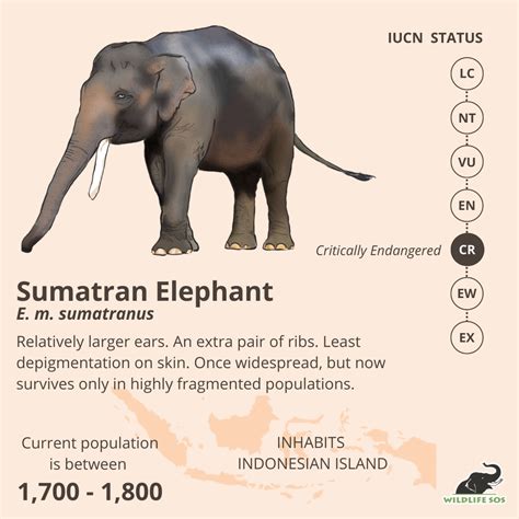 Introducing The Subspecies Of Asian Elephants - Wildlife SOS