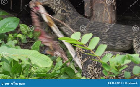 Image result for Python Snake Feeding