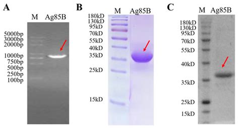 Nano-Sized Chimeric Human Papillomavirus-16 L1 Virus-like Particles ...